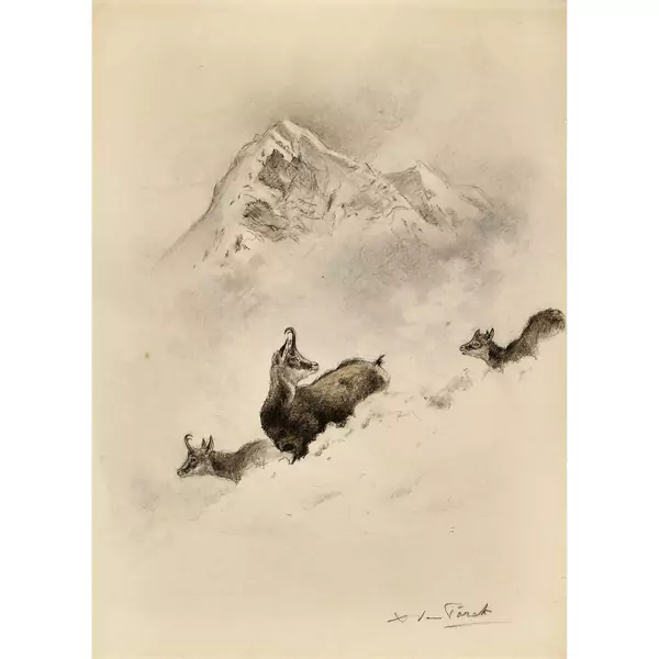 Gämsen im Schnee