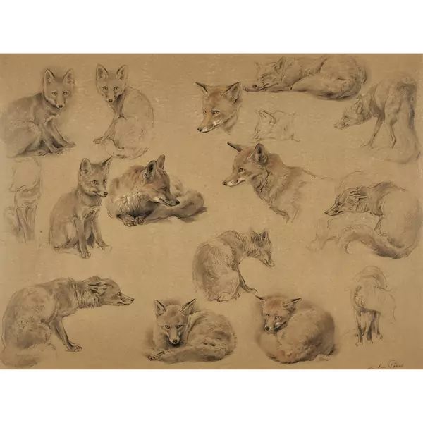 Fuchsstudien