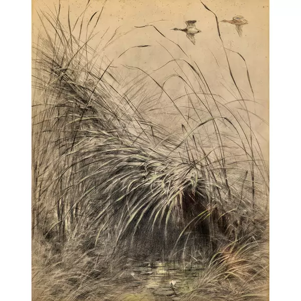 "Vol de canards"