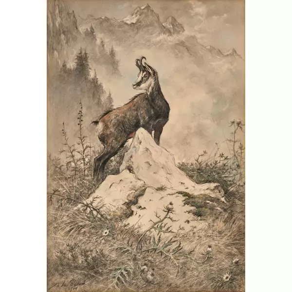 Chamois