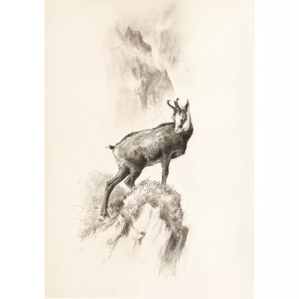 Xavier de Poret — Chamois.
