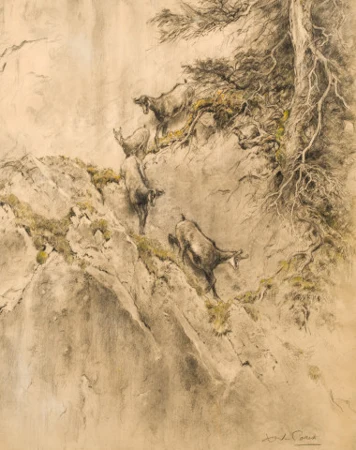 Chamois dans la montagne