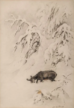 Chamois dans la neige