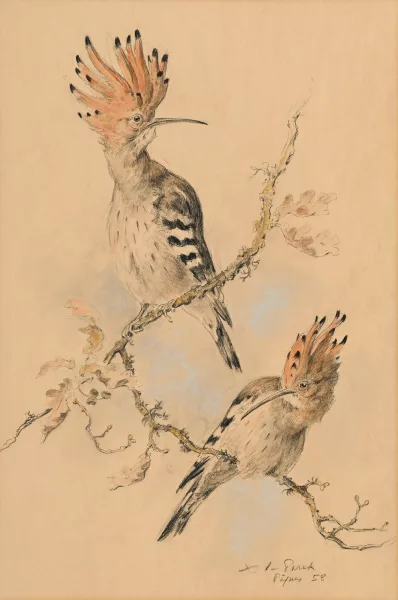 Xavier de Poret — Couple d'huppes fasciées sur une branche,